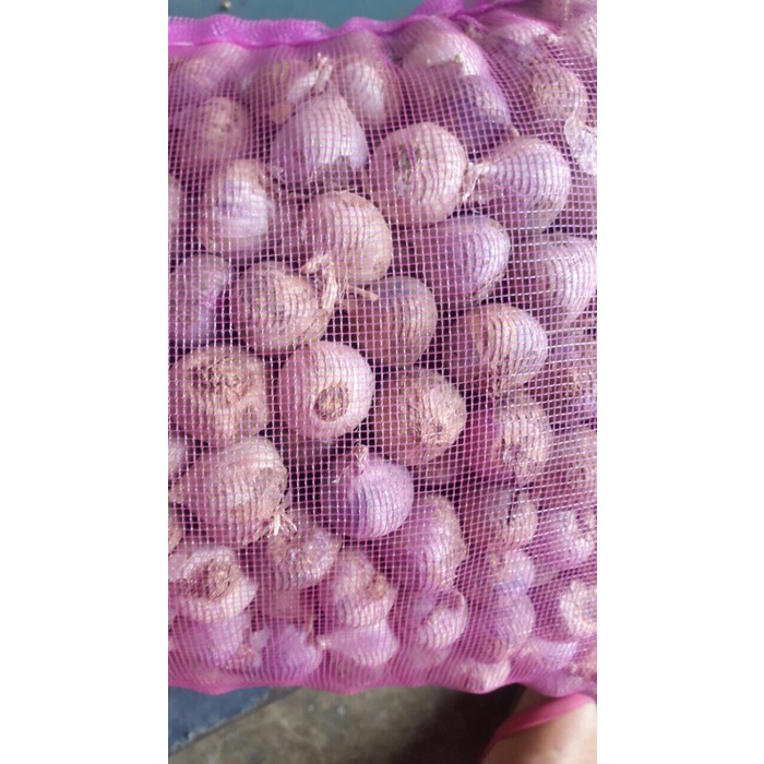 

Bawang Putih Tunggal Super