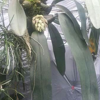 PREMIUM Anggrek Dasi / Bulbophyllum Macrobulbon