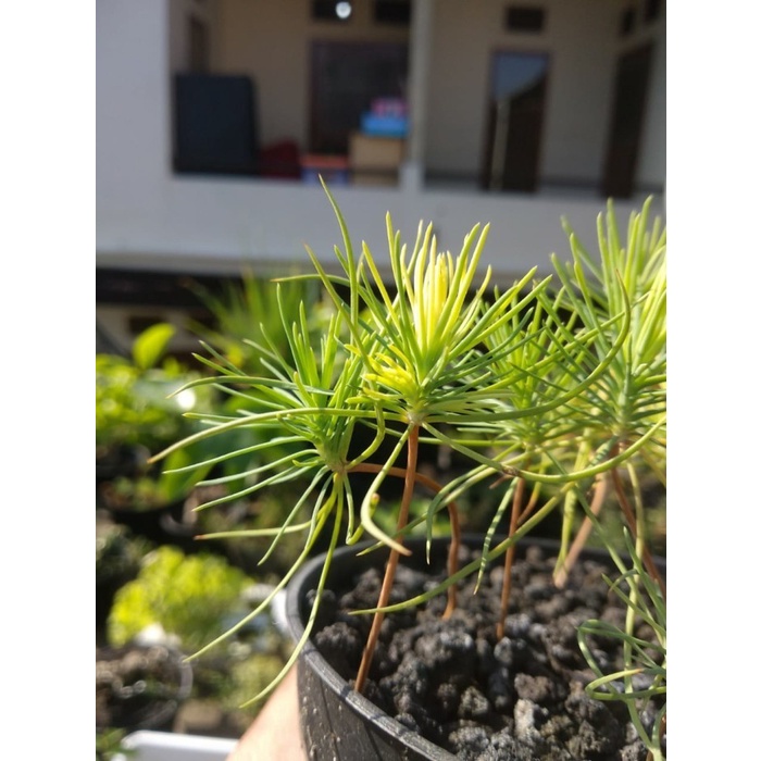 (BestSeller) Biji Bonsai Japanese Black Pine PREMIUM