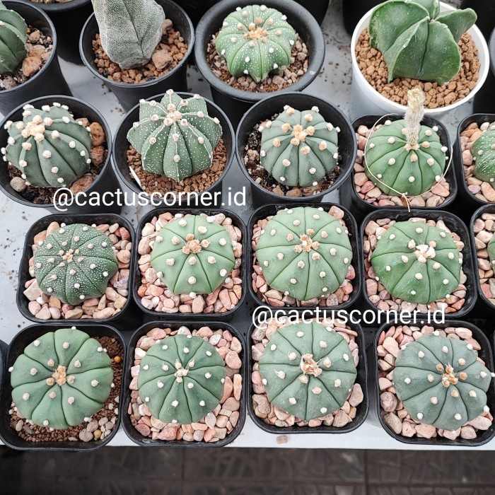 [BestSeller] Biji Benih Kaktus Astro wajib chat