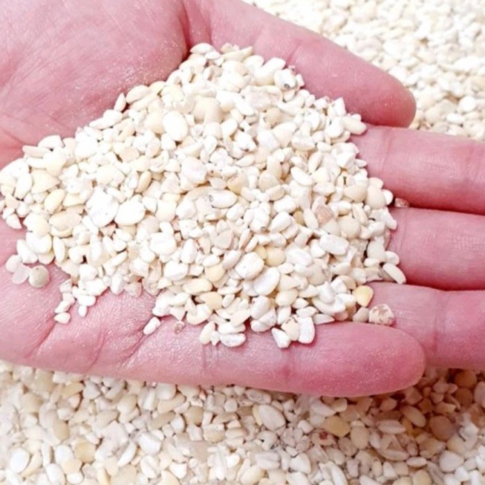 

JALI JALI ACEH SUPER 500GR