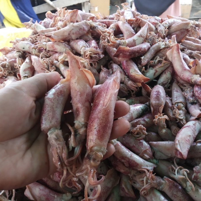 Cumi Asin Bertelur
