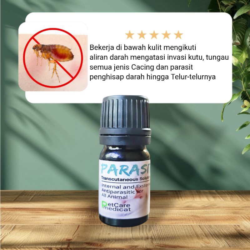 Terbaru Obat Kutu Kucing Ampuh Obat Cacing Ampuh Obat Kutu Kucing Ampuh Obat Kutu Ampuh Obat Scabies