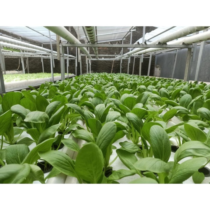 Benih Bibit Sawi Pakcoy NAULI F1 Cap Panah Merah