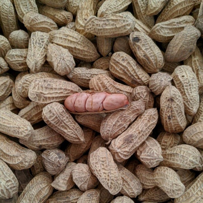 

JTTOP" KACANG KULIT SANGRAI 1KG/KACANG BAKAR 1KG/KACANG RENYAH/