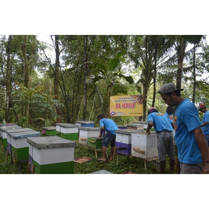 

Promo Terbatas Madu Asli Al Halif 1 Kg Nektar Multiflora /100% Murni Tanpa Campuran Aman