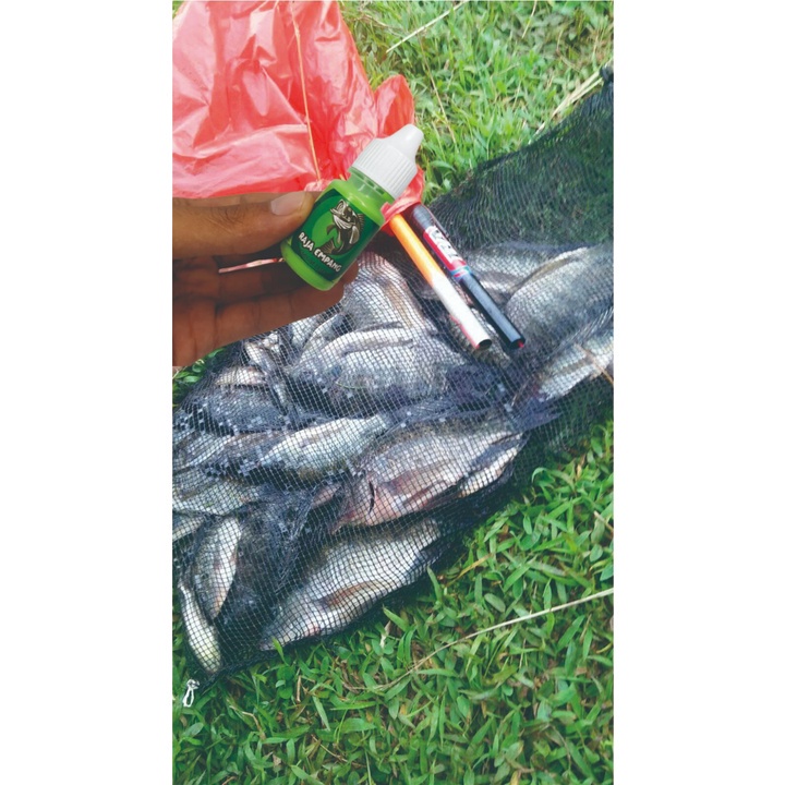 Essen ikan nila RAJA EMPANG media lumut paling ampuh essen ikan nila cacing essen ikan liar nila