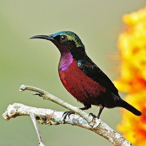 burung kolibri ninja dada merah rajin bunyi jantan