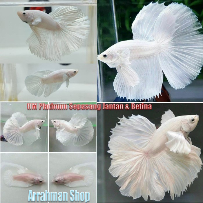 ikan cupang ikan hias cupang white platinum halfmoon white platinum sepasang siap bread kualitas