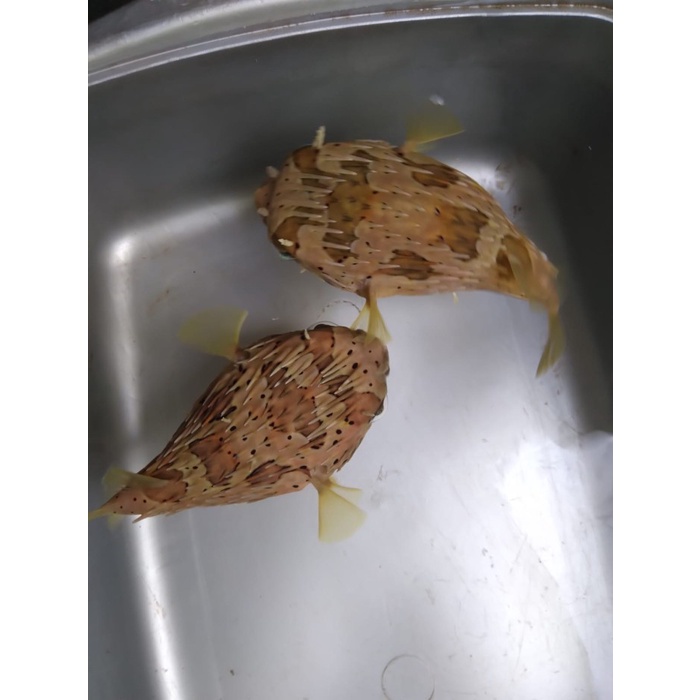 Buntal DUREN - Ikan Hias Aquarium Air Laut