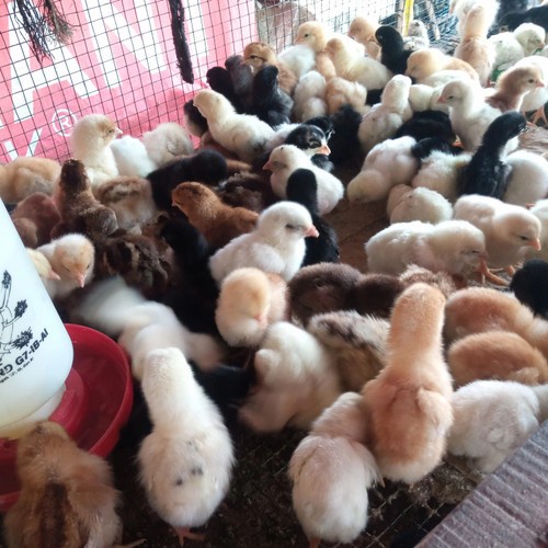 Enha Pet House - Doc Anak Ayam Kampung Joper 1 Box