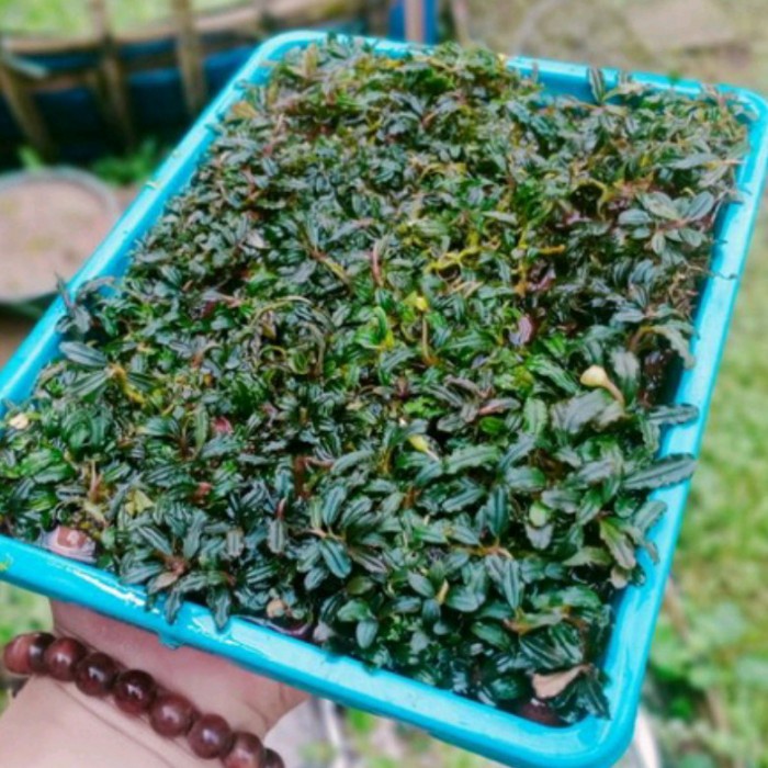PREMIUM Bucephalandra Sp Mini Phantom porsi nampan 21x16 tanaman aquascape