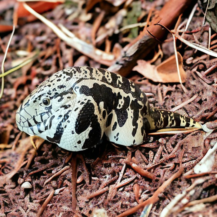 Black & White Tegu - Salvator Merianae Resin Animal Heavenly Body