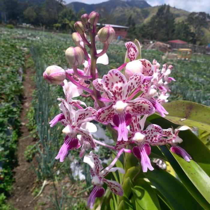 Terlaris [ DEWASA ] Vanda Tricolor Merapi Anggrek Wangi Langka dari Lereng Gunung Api