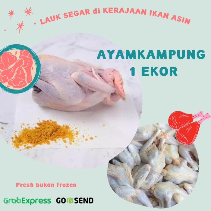 

(TopSeller) AYAM KAMPUNG UTUH FRESH 1 EKOR