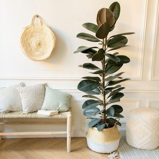 BARANG TERLARIS TANAMAN HIAS KARET KEBO / TANAMAN RUBBER PLANT COD