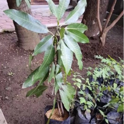 KUYY BIBIT TANAMAN MANGGA MANALAGI HASIL OKULASI//CANGKOK COD