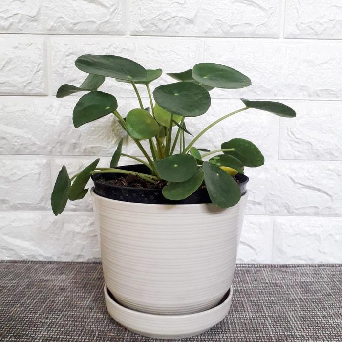 TERBARU TANAMAN HIAS PHILEA PEPEROMIOIDES/PHILEA/ TANAMAN CANTIK PACKING AMAN