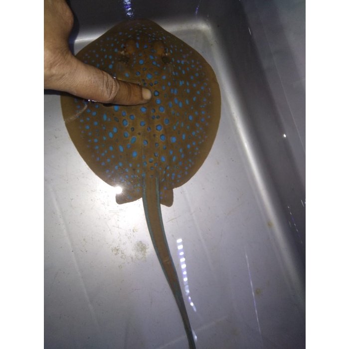 The Pethouse - Pari Totol Biru - Ikan Hias Aquarium Laut