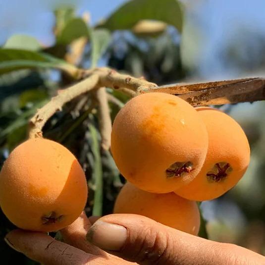 

Pil loquat licorice lezat dan mudah dikonsumsi di rumah.