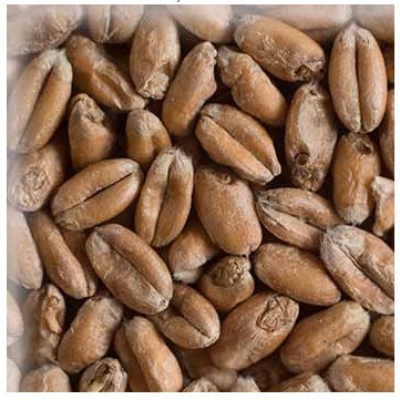 

Malt Chteau Wheat Blanc Max. 5.5 EBC