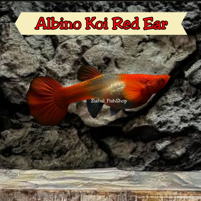 Guppy Albino Koi Red Ear