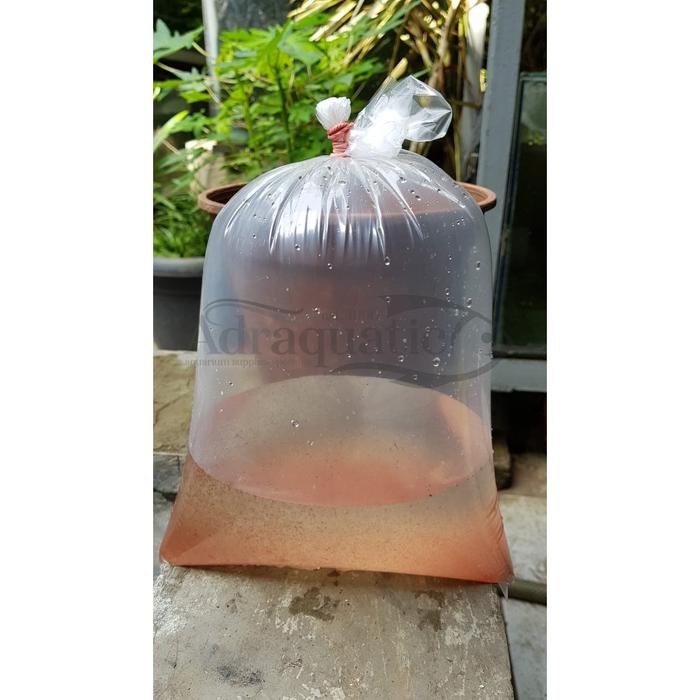 KUTU AIR HIDUP KECIL MOINA DUBIA KUTIR PAKAN MAKANAN IKAN BURAYAK