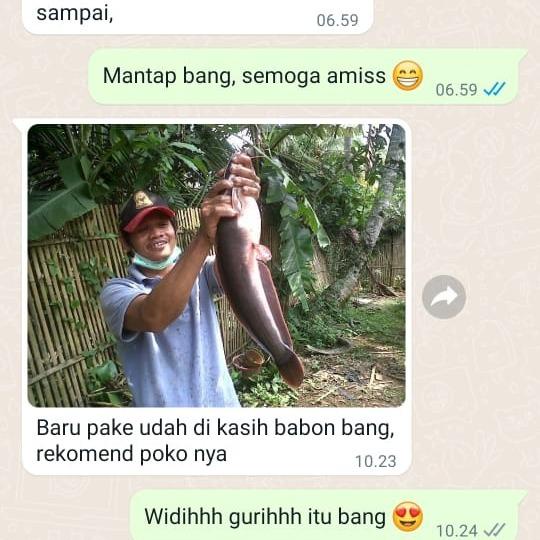 Sale Terbatas Essen Ikan Lele Babon Untuk Siang Dan Malam Hari Kolam Galatama Harian Umpan Aman