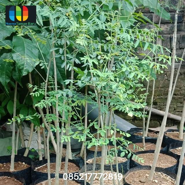 Bibit Pohon Moringa / Pohon Kelor Afrika