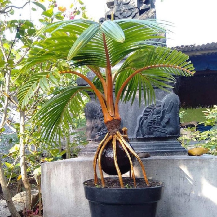 BEST TANAMAN HIAS KELAPA BONSAI-BONSAI KELAPA