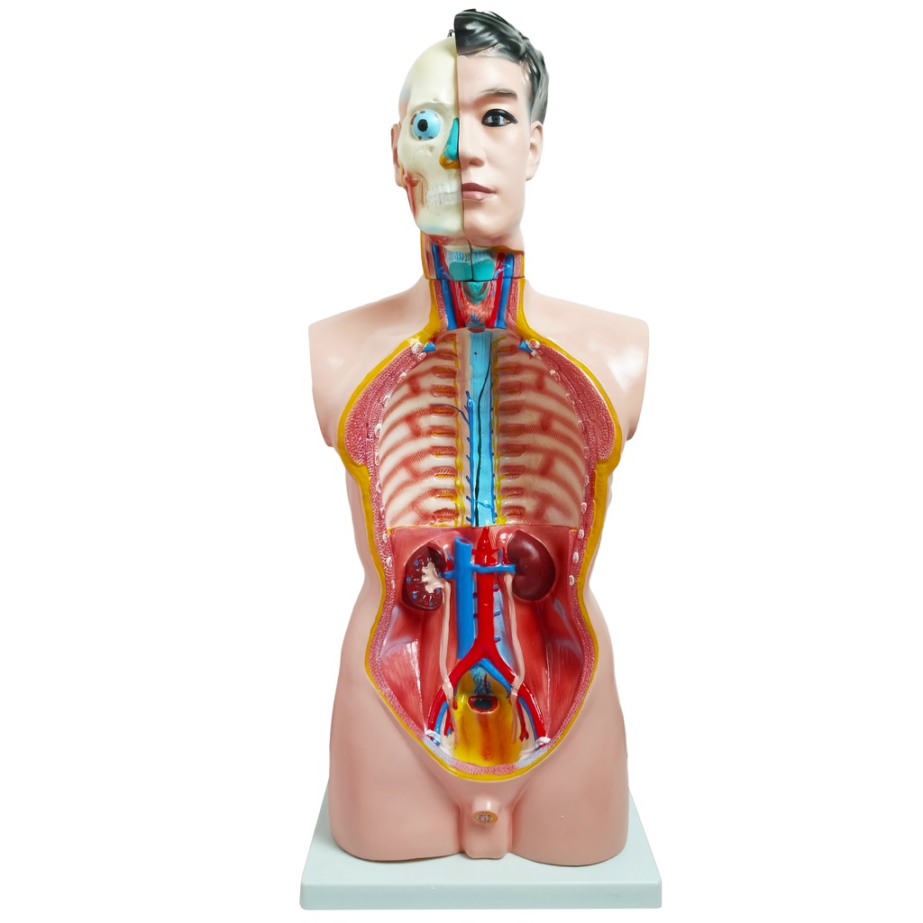 New Nursing Medical Training Science PVC Human Anatomy Half Body Mannequin 85cm 19Parts Male Anatomi