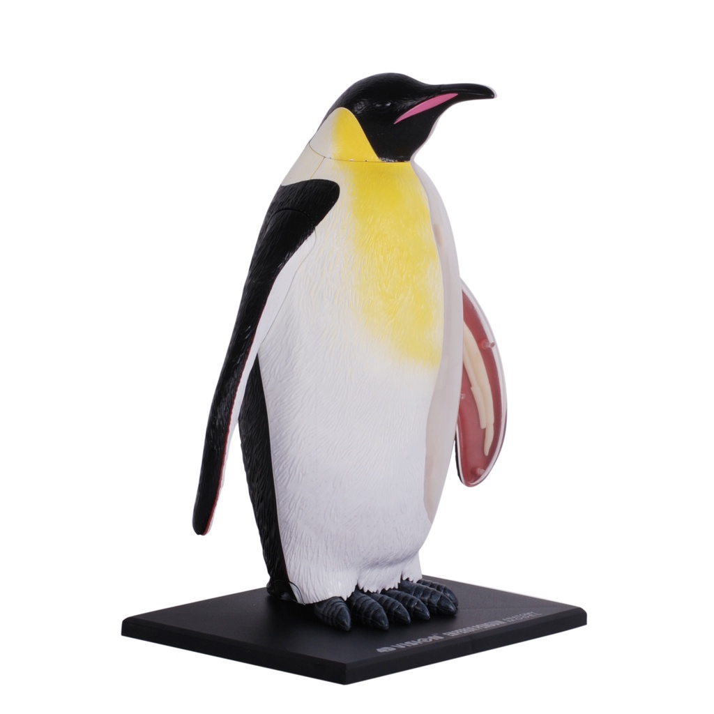 New 4D Vision Emperor Penguin Anatomy Model Disassemble Animal Organ Anatomy Model DIY Popular Scien