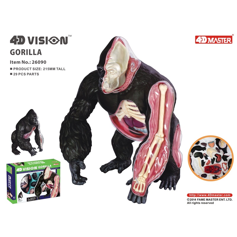 New Animal Organ Anatomy Model 4D Gorilla Intelligence Assembling Toy Teaching Anatomy Model DIY Pop