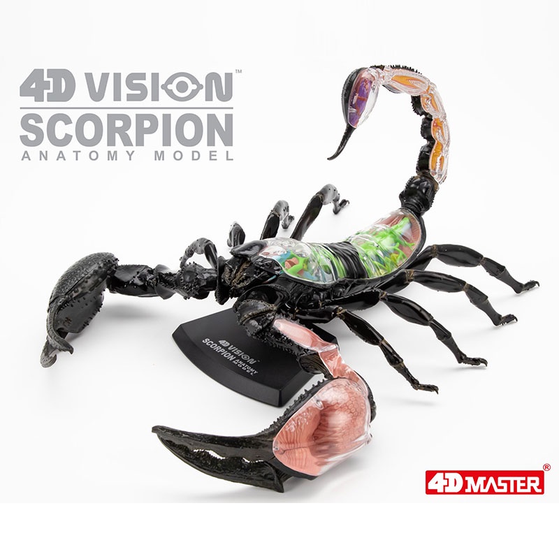 New 4D Vision Scorpion Anatomy Model Teaching Anatomy Model DIY Popular Science Adult Kid Toys