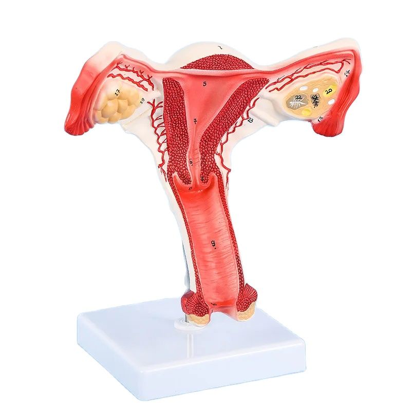 New Human Female Uterus Ovary Fallopian Tubes Model Anatomical human anatomy model medical teaching 