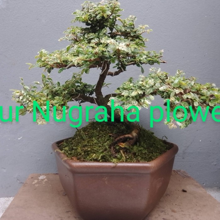 New Bonsai Ulmus Super Mikro Sudah Jadi Original