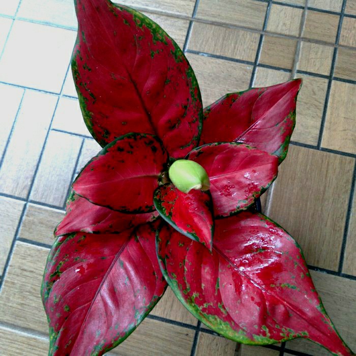 New Aglonema Black Anjamani Asli Indukan Bukan Red Anjamani Readyy