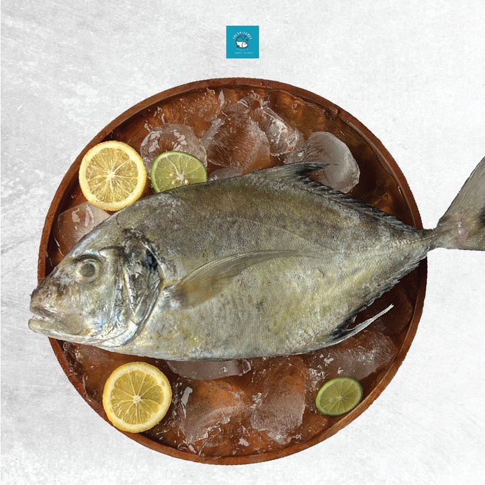 

Ikan Kuwe / Kwee / Kue DIJAMIN SEGAR dan BERKUALITAS By FRESH GOODS