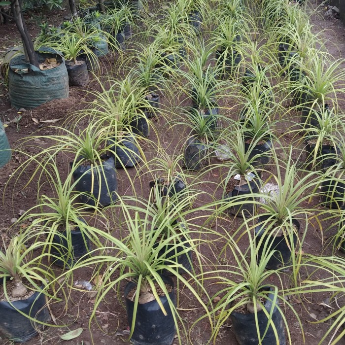 Terlaris- Tanaman Nolina Ponytail Palm