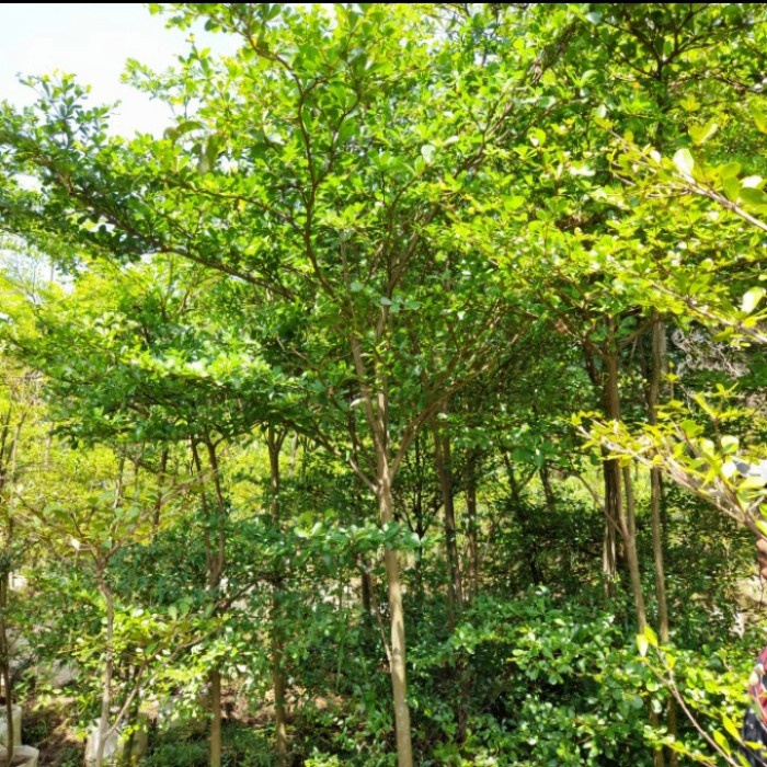 Terlaris- Pohon Ketapang Kencana Tinggi 2 Meter / Tanaman Ketapang Kencana