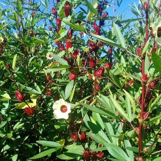 

TERMURAH!! Teh Rosella Herbal Siap Seduh [100 Gram]