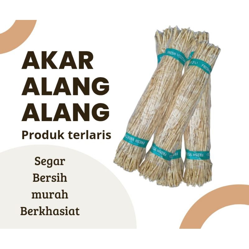 

FRESH Akar Alang alang segar 250gram , obat herbal pilihan terbaik