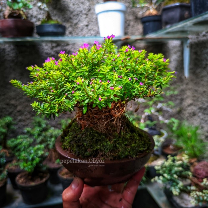 Promo Terbatas Bonsai Mini Taiwan Super Micro Sudah Berbunga Plus Pot Batu Bonsai Id Cuphea Micro