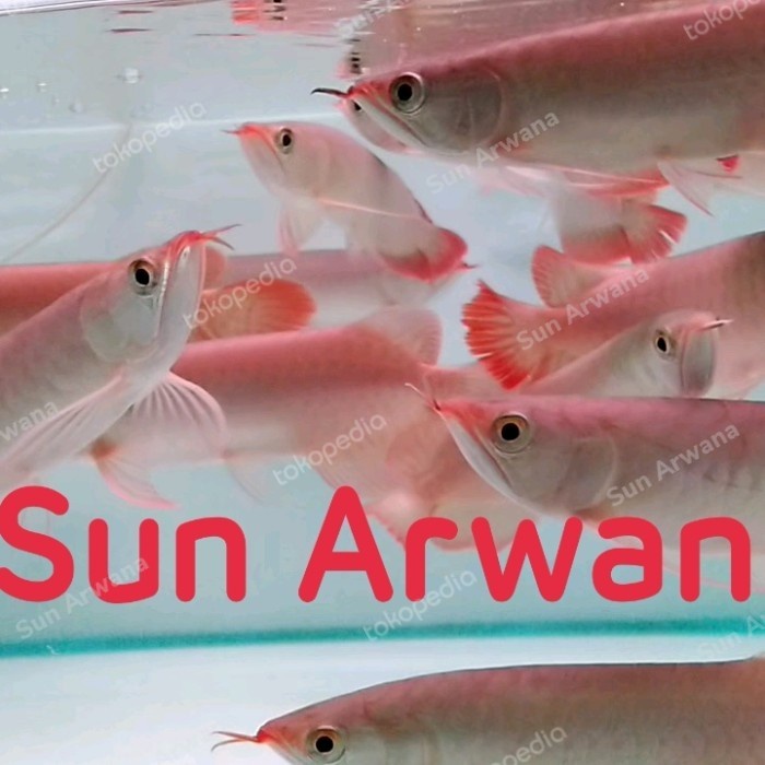 GUDANG - Arwana Super Red Asli terbaik gen chili blood