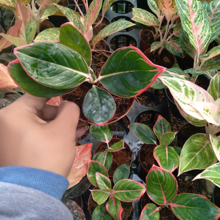 Promo Terbatas Tanaman Hias Aglonema Khanza Size Baby Kansa Kanza Original Aman