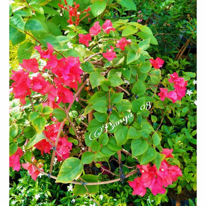 Fresh Flower Tanaman Hias Bougenville / Bunga Kertas / Bunga Bougenville Merah