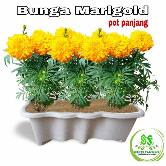 Fresh Flower Bunga Marigold Pot Panjang/Bunga Hias/Tanaman Marigold Di Pot Panjang