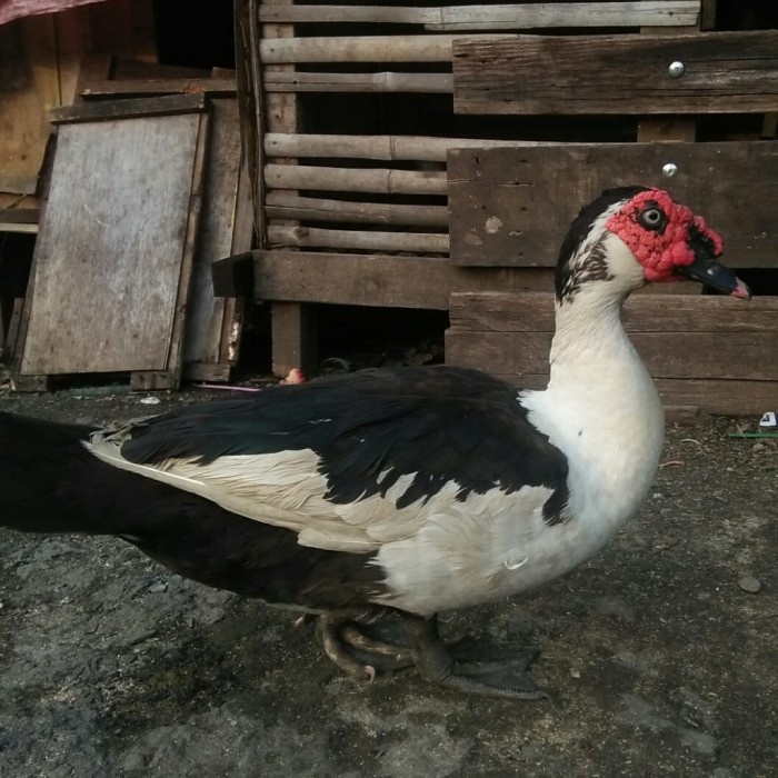 Bebek Entok/Entog/Entok Jumbo/Daging Entok/Entok Hidup/Daging Bebek