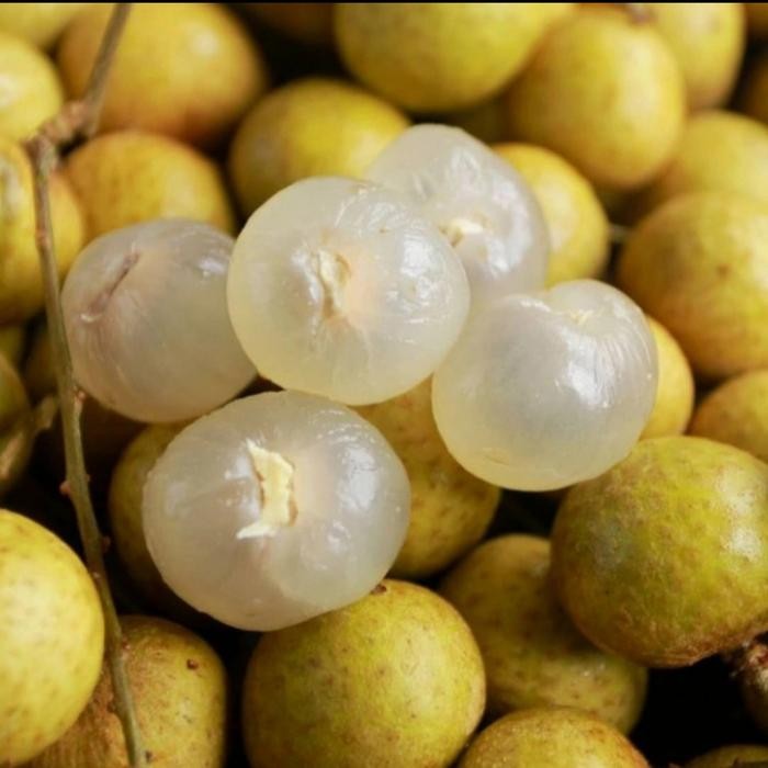 

BisaInstan- Buah Lengkeng /Kelengkeng Bangkok 1kg