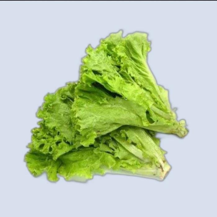 

Sayur Selada Keriting Hijau Segar 1 kg *
